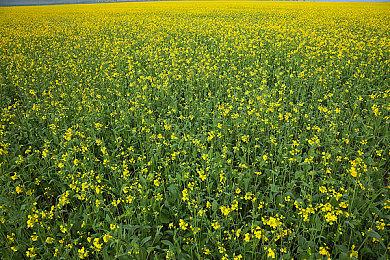 大宇资讯已获《咒》授权 开发改编游戏