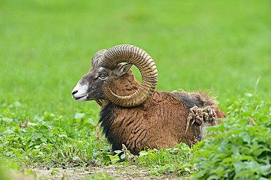 RPG《温迪尔：谎言瘟疫》5月30日发行 支持简中