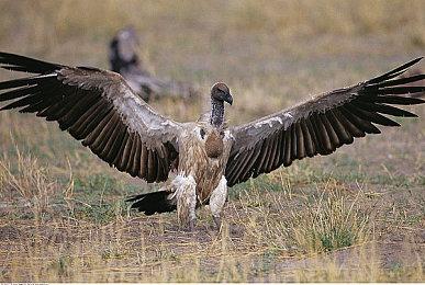 《猫咪牧场物语》正式登陆Steam 特别好评治愈系